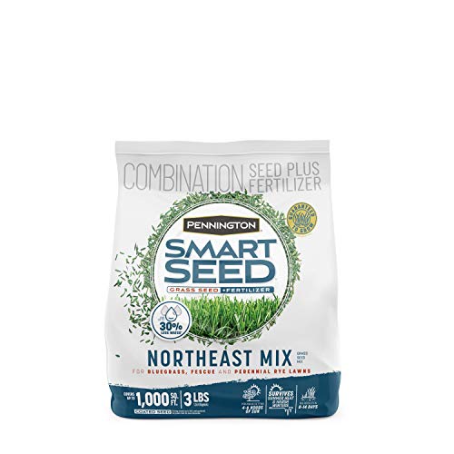 Best Grass for Northeast