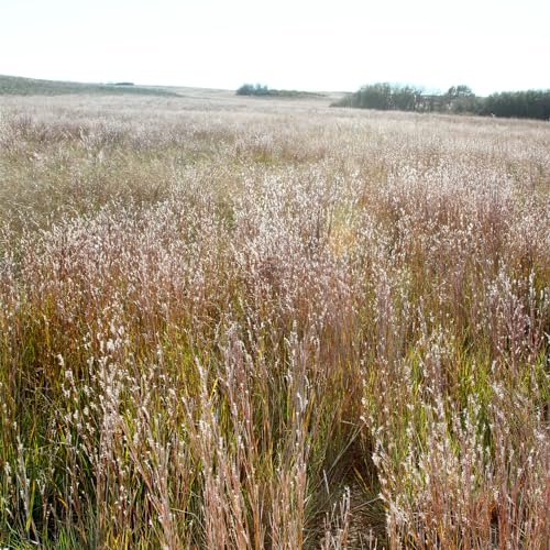 Best Grass for South Louisiana