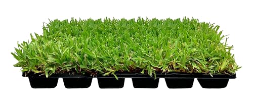 Best Grass for Southwest Florida