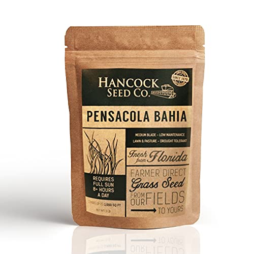 Best Grass Seed for Tampa Florida
